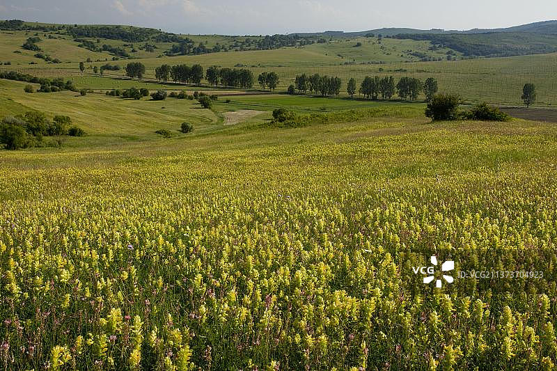 罗马尼亚特兰西瓦尼亚Viscri村庄周围的广阔草原上的野花图片素材