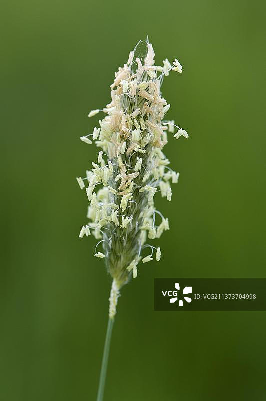 开花的梯牧草，带有雄蕊和花丝图片素材