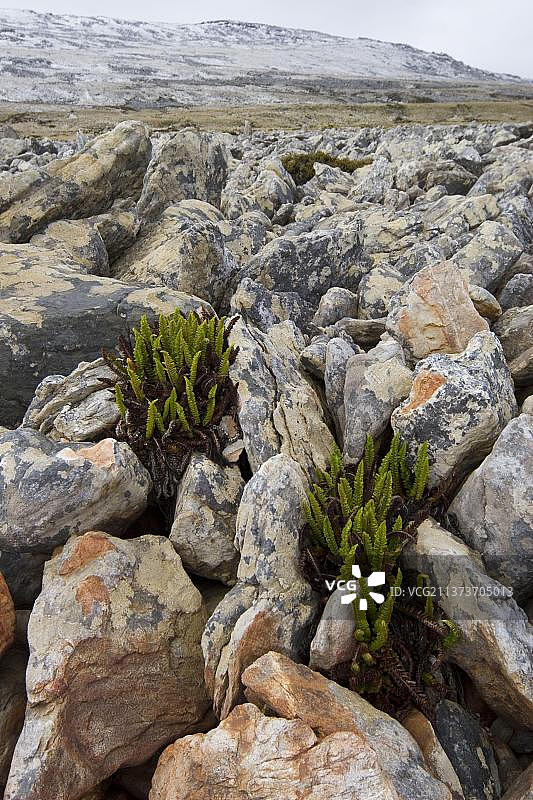 福克兰石跑区生长的高大麦哲伦铁角蕨图片素材