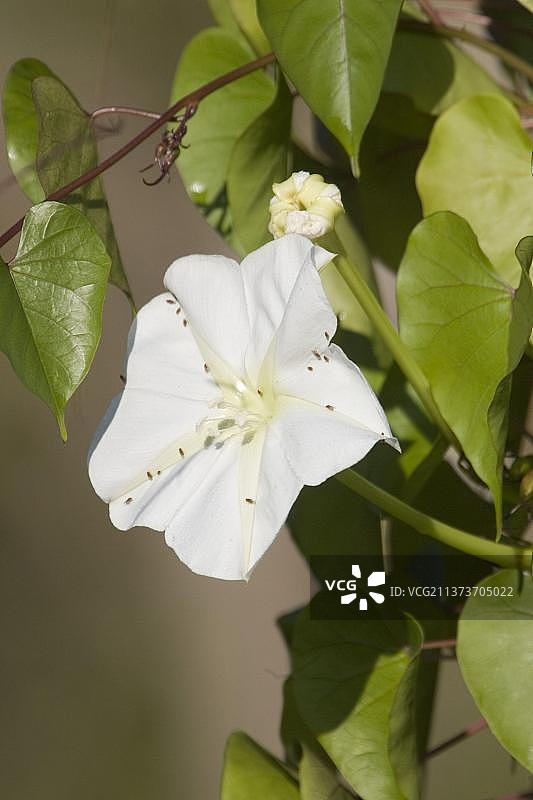 白花牵牛图片素材