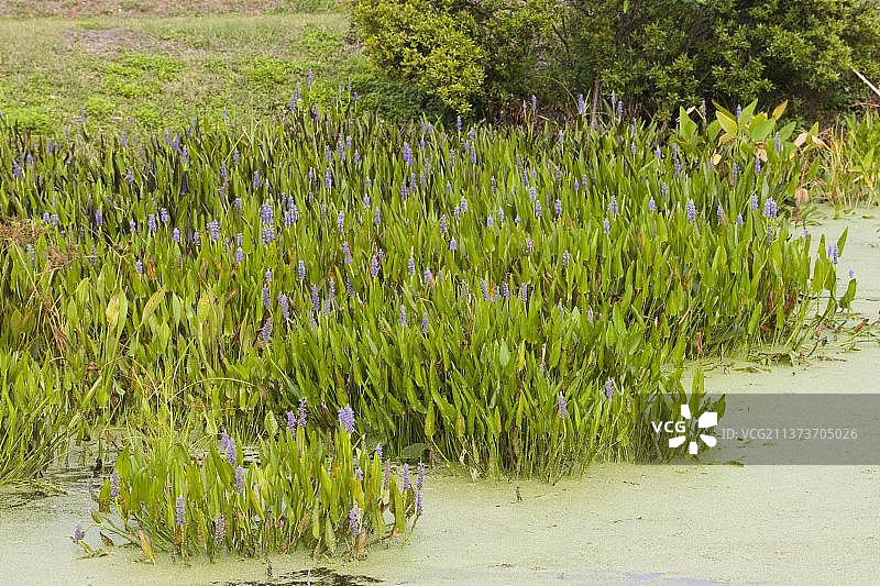 心叶藻图片素材