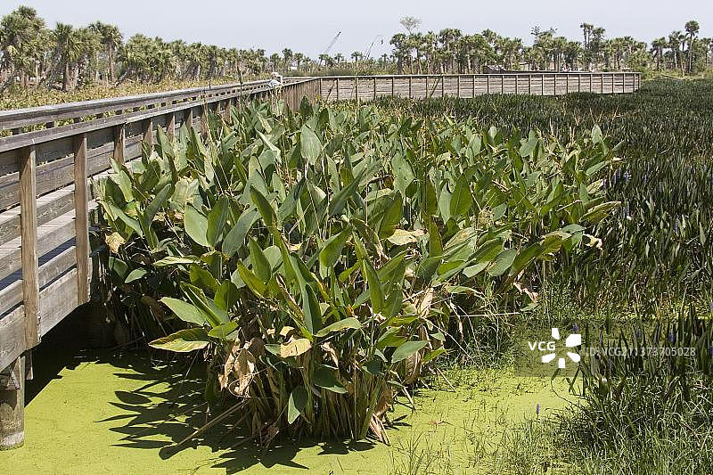 竹芋，姜科，红旗竹芋图片素材