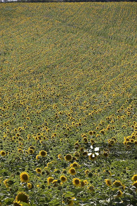 匈牙利向日葵田，欧洲图片素材