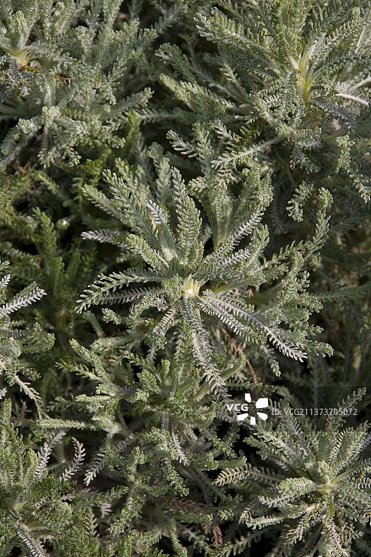 棉花薰衣草图片素材