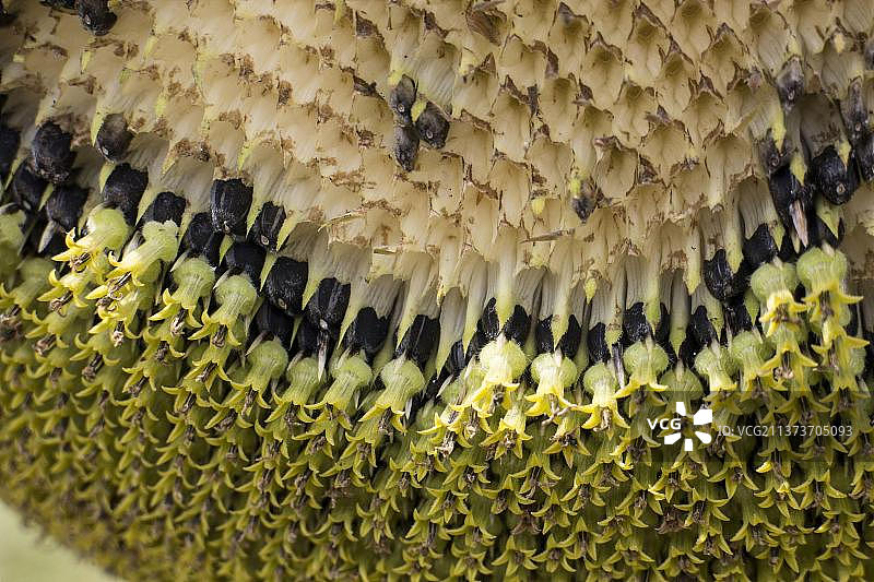 成熟的向日葵掉落种子图片素材