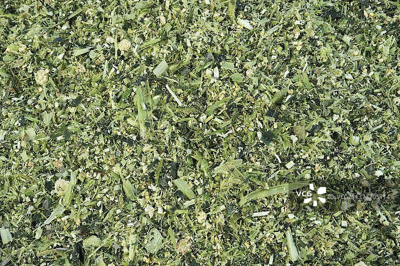 用作动物饲料的玉米青贮饲料（近景），瑞典图片素材