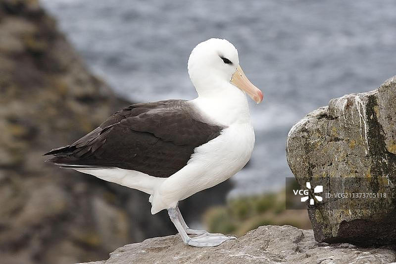 黑眉信天翁站在福克兰群岛西点岛的海岸岩石上图片素材