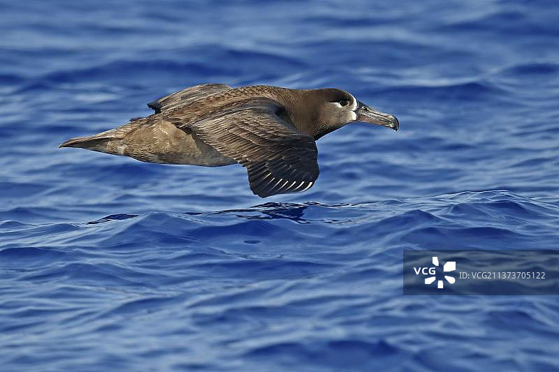 在日本小笠原群岛海域飞行的成年黑足信天翁图片素材