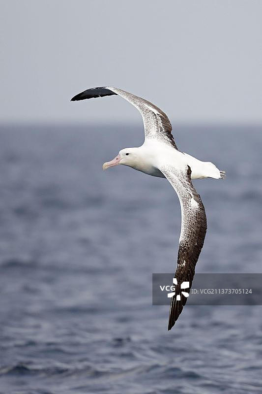 信天翁成鸟在新西兰海域飞行图片素材