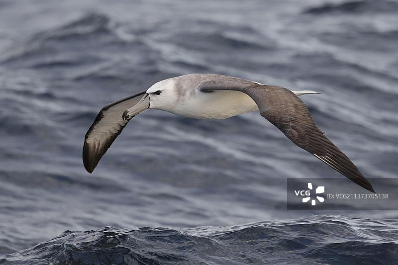 飞越新西兰海面的白帽信天翁幼鸟图片素材