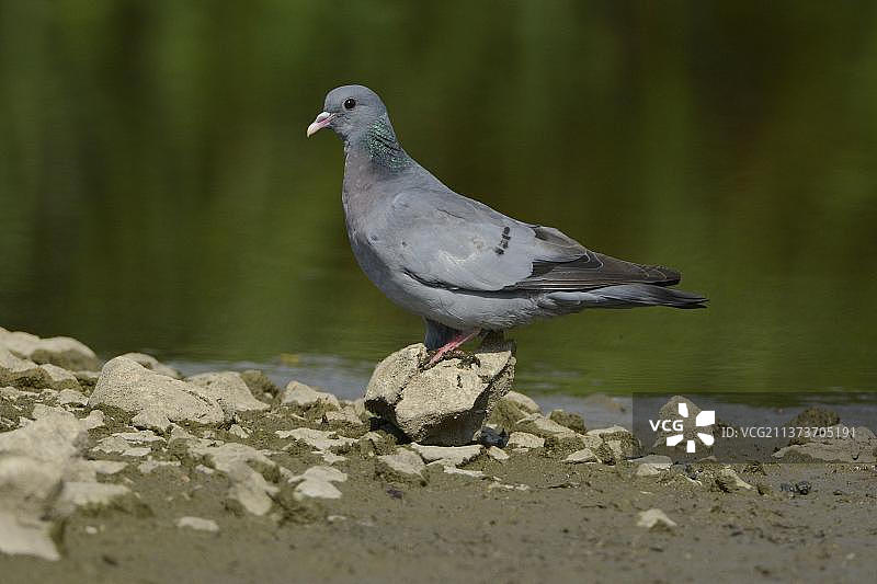 在水边饮水的野生鸽图片素材