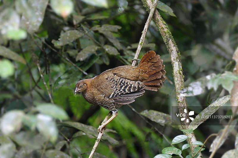 斯里兰卡原鸡图片素材