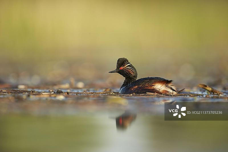 黑颈䴙䴘（Podiceps nigricollis），繁殖羽，在清晨的阳光下，游弋于保加利亚欧洲的植被中图片素材