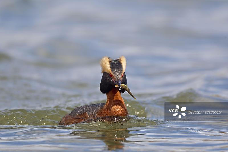 冰岛米湖中游泳的角鸊鷉图片素材