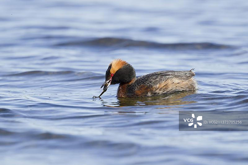 凤头鸊鷉（须鸊鷉），成鸟繁殖羽，以棘鱼为食，冰岛，欧洲图片素材