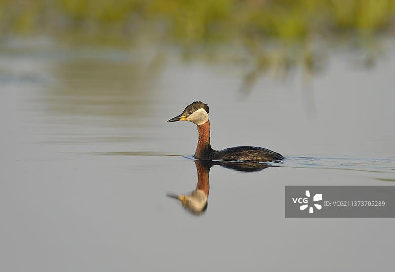 红颈鸊鷉，成鸟繁殖羽，在开阔水域游泳，多瑙河三角洲，罗马尼亚，欧洲图片素材