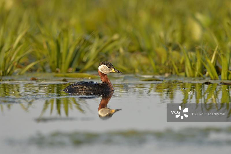 赤颈鸊鷉（Podiceps grisegena grisegena）成年繁殖羽，在水生植物中游泳，多瑙河三角洲，图尔恰，罗马尼亚，欧洲图片素材