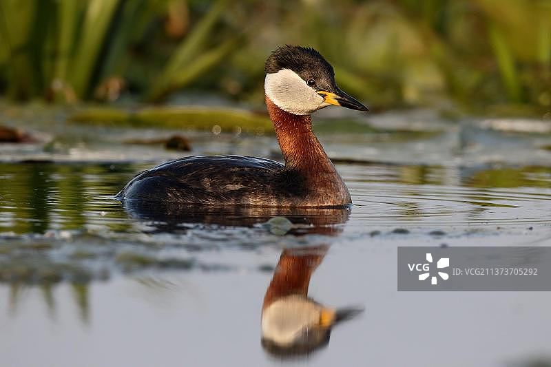 欧洲罗马尼亚，繁殖羽的成年赤颈鸊鷉正在游泳图片素材