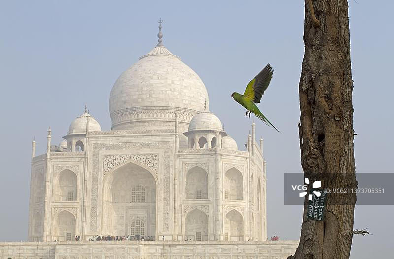 红领绿鹦鹉，飞行中离开树干巢穴，背景是泰姬陵图片素材