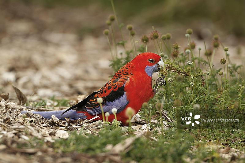 深红玫瑰鹦鹉在地面上觅食种子图片素材