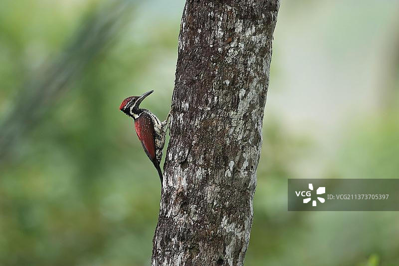 攀附在树干上的黑腰棕背啄木鸟成年雄性，斯里兰卡，亚洲图片素材