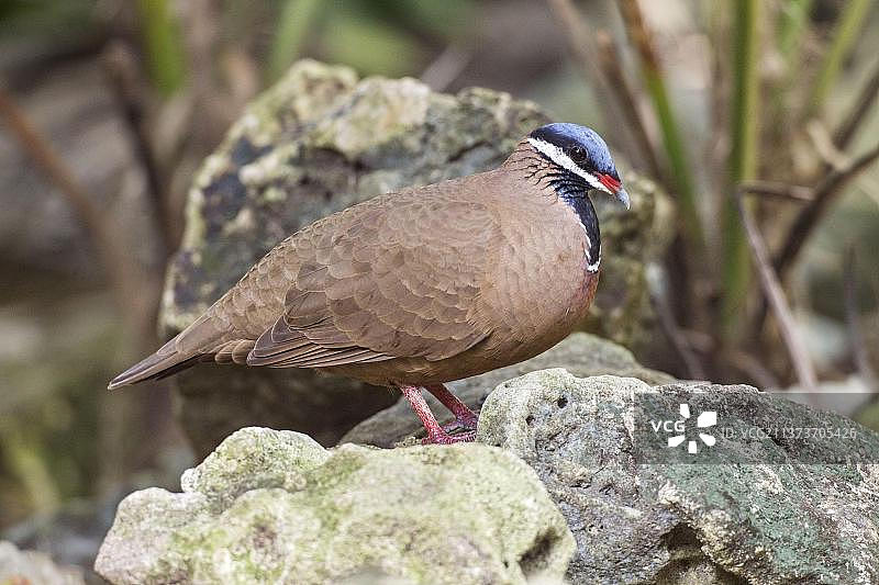 古巴鸠图片素材