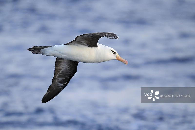 成年坎贝尔信天翁海上飞翔图片素材