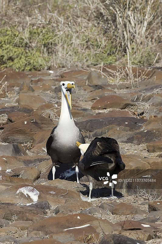 波纹信天翁，厄瓜多尔扇尾信天翁，加拉帕戈斯群岛，西班牙岛，求偶炫耀图片素材