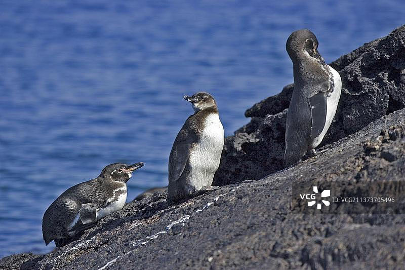 加拉帕戈斯企鹅群图片素材