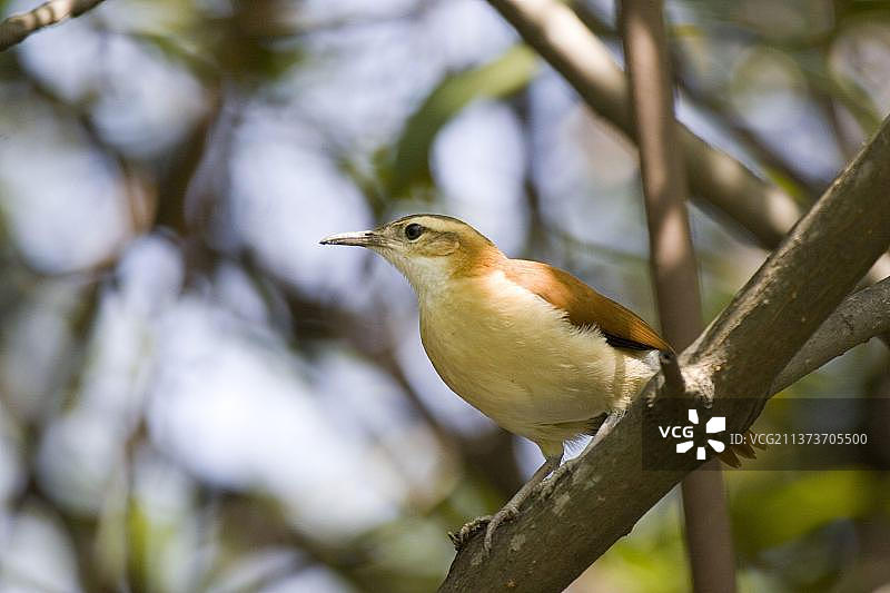 棕灶鸟，陶匠鸟，动物，鸟类，太平洋灶鸟，肉桂灶鸟，厄瓜多尔，瓜亚基尔，南美洲图片素材
