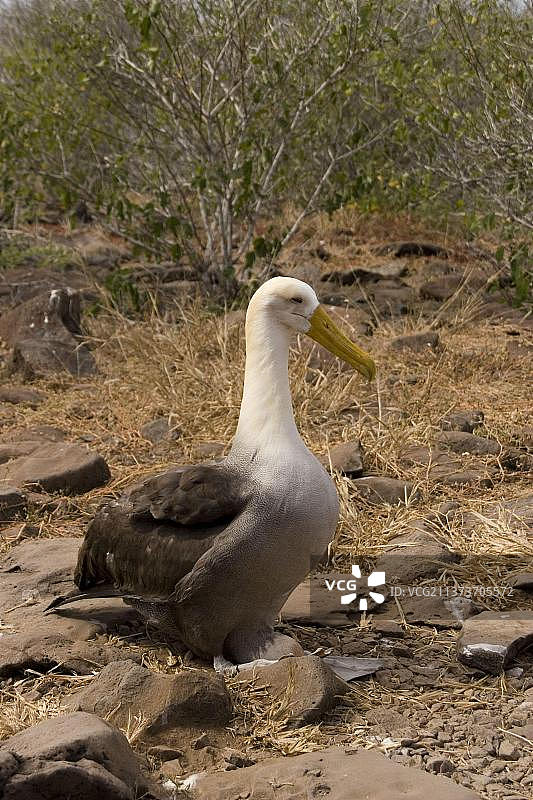 坐在蛋上的曲纹海鸥图片素材
