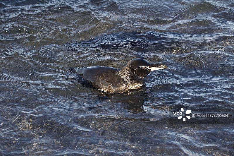 加拉帕戈斯企鹅图片素材