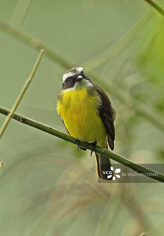 黄顶姬霸鹟成鸟，栖息于巴西大西洋雨林图片素材