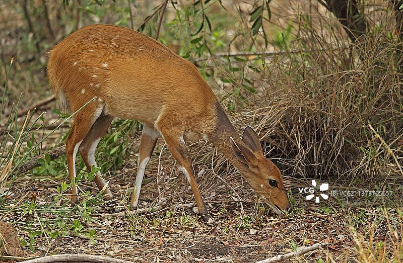 非洲南部薮羚（雌性成年）在克鲁格国家公园采食低矮植被图片素材