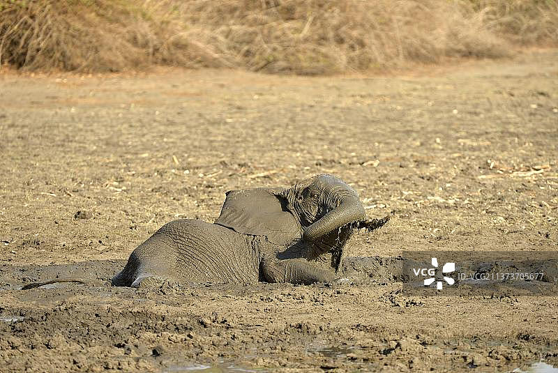 在津巴布韦马纳潭国家公园泥地里打滚的成年非洲象图片素材