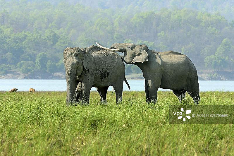 亚洲象在吉姆·科比特国家公园的草原上求偶图片素材