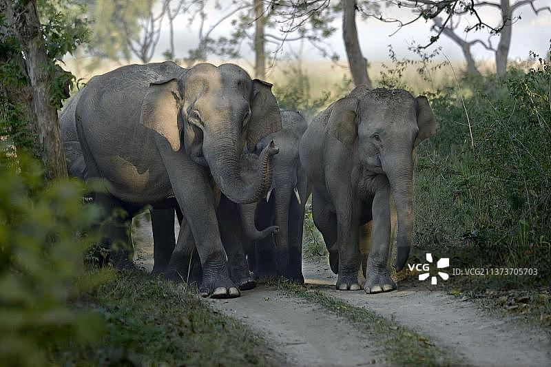 亚洲印度象（Elephas maximus indicus），成年雌性和幼崽，在黎明时分在印度北阿坎德邦吉姆·科比特国家公园的森林小径上图片素材