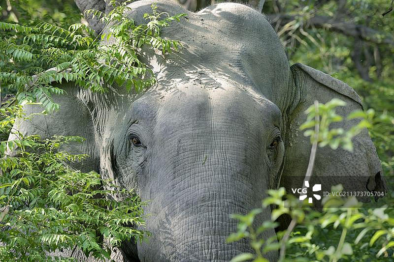 亚洲象幼年雄性个体头部特写，位于印度吉姆·科比特国家公园图片素材