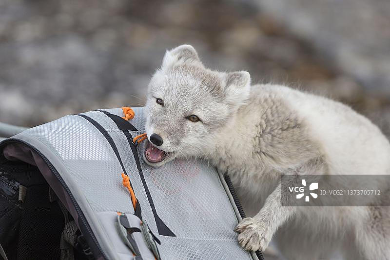 北极狐调查摄影师背包图片素材