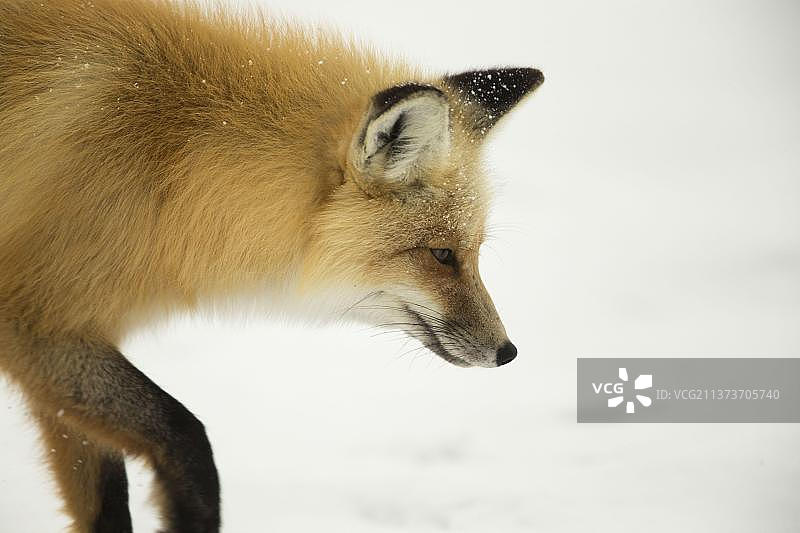 美国红狐（Vulpes vulpes fulva）成年个体特写，位于美国怀俄明州黄石国家公园的雪地中图片素材