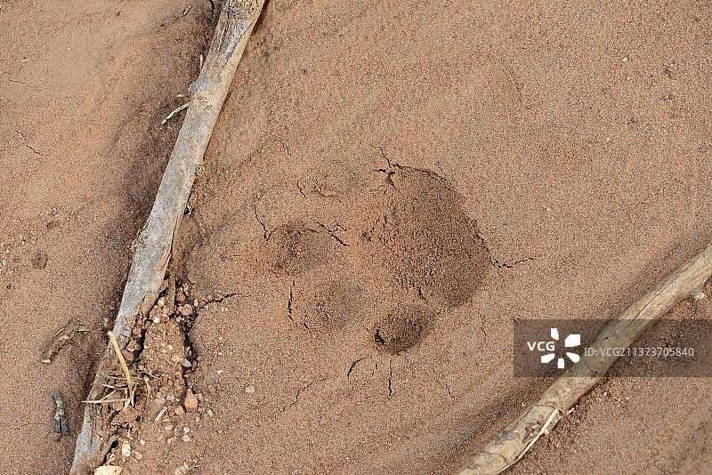 非洲豹在肯尼亚马修斯山脉的沙地上的爪印图片素材