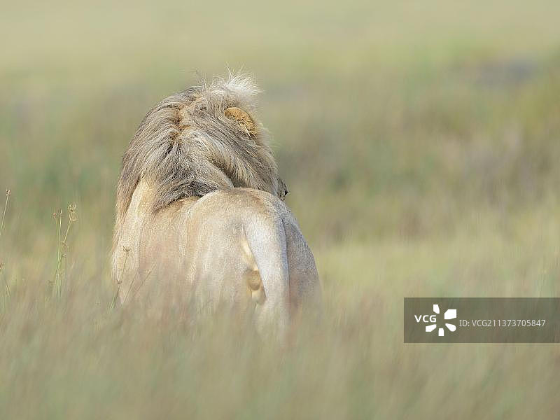 成年雄性马赛狮站在坦桑尼亚塞伦盖蒂国家公园的沼泽植被中图片素材