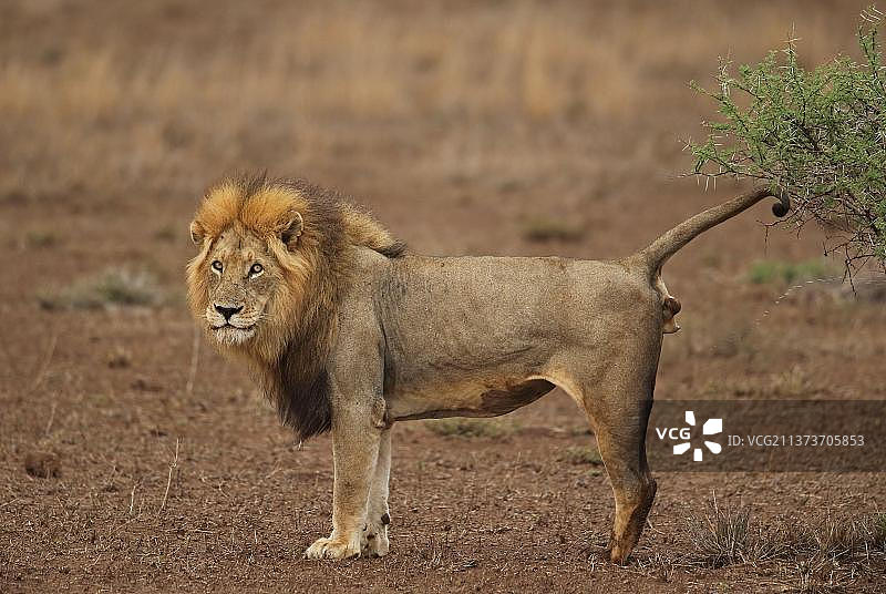 成年川斯瓦狮图片素材