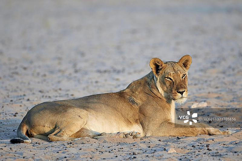 成年川斯瓦狮图片素材