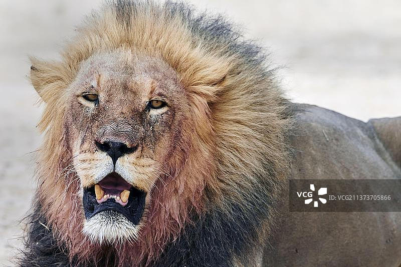 成年川斯瓦狮图片素材