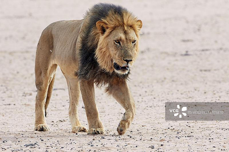 成年川斯瓦狮图片素材