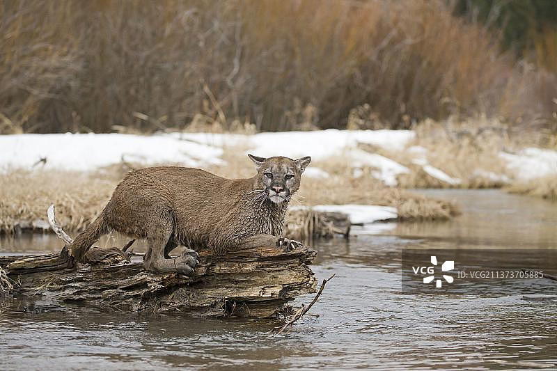 成年美洲狮，爪子紧抓蒙大拿州溪流中的树干（圈养）图片素材