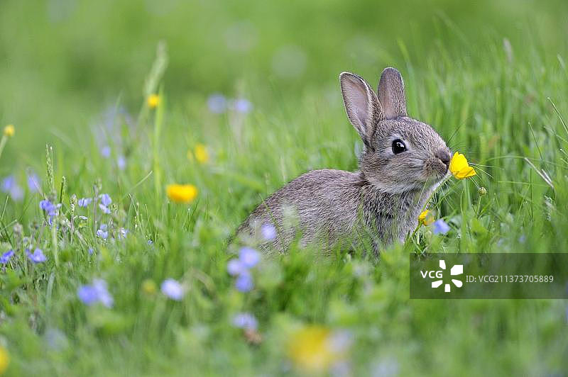 欧洲兔(Oryctolagus cuniculus)幼崽,野花草甸中香气扑鼻的毛茛,查蒂舍姆,萨福克,英格兰,英国,欧洲图片素材