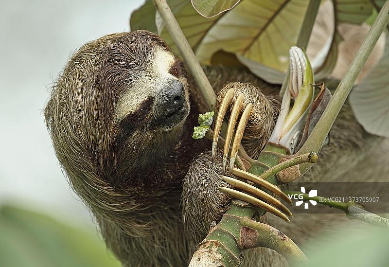 褐喉树懒，三趾树懒，哺乳动物，动物图片素材