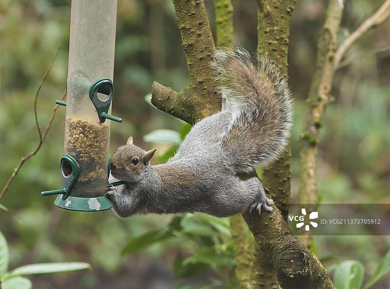 东部灰松鼠在花园的悬挂喂鸟器上觅食图片素材
